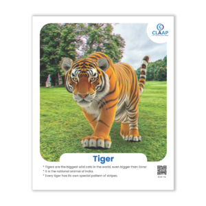 Claap 3D Animal Cards (Pack Of 8)